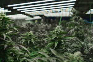 Cannabis Facility grow operation