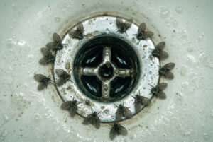 Drain Flies Gathered Around a Dirty Sink Drain