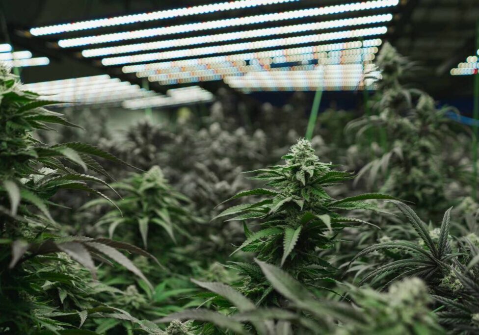 Cannabis Facility grow operation