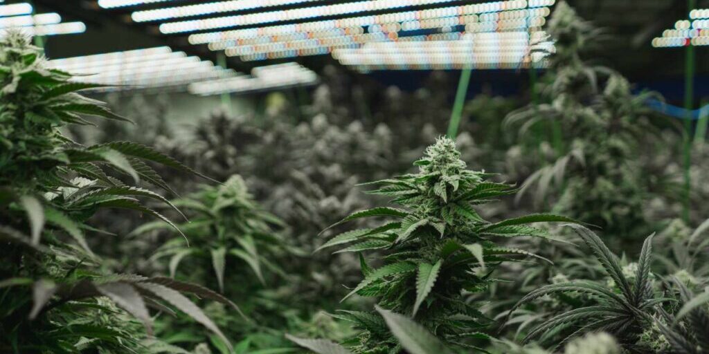 Cannabis Facility grow operation