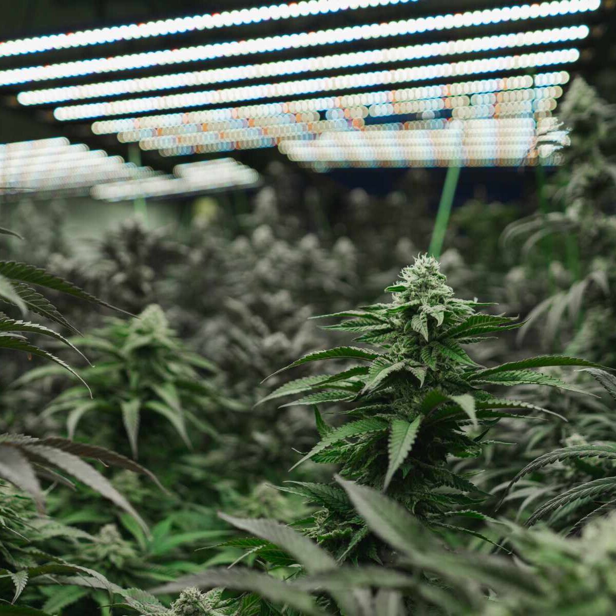 Cannabis Facility grow operation