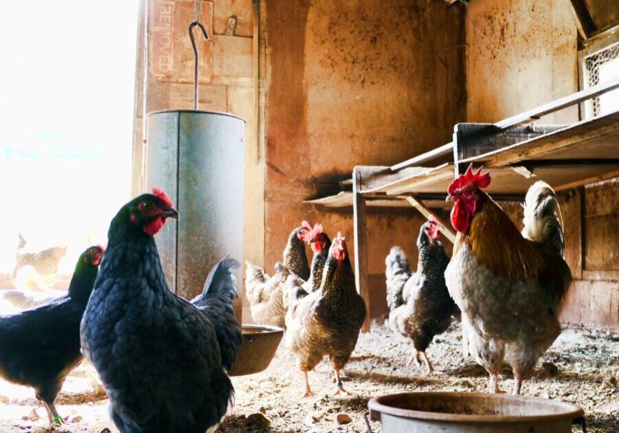 Chickens in a barn