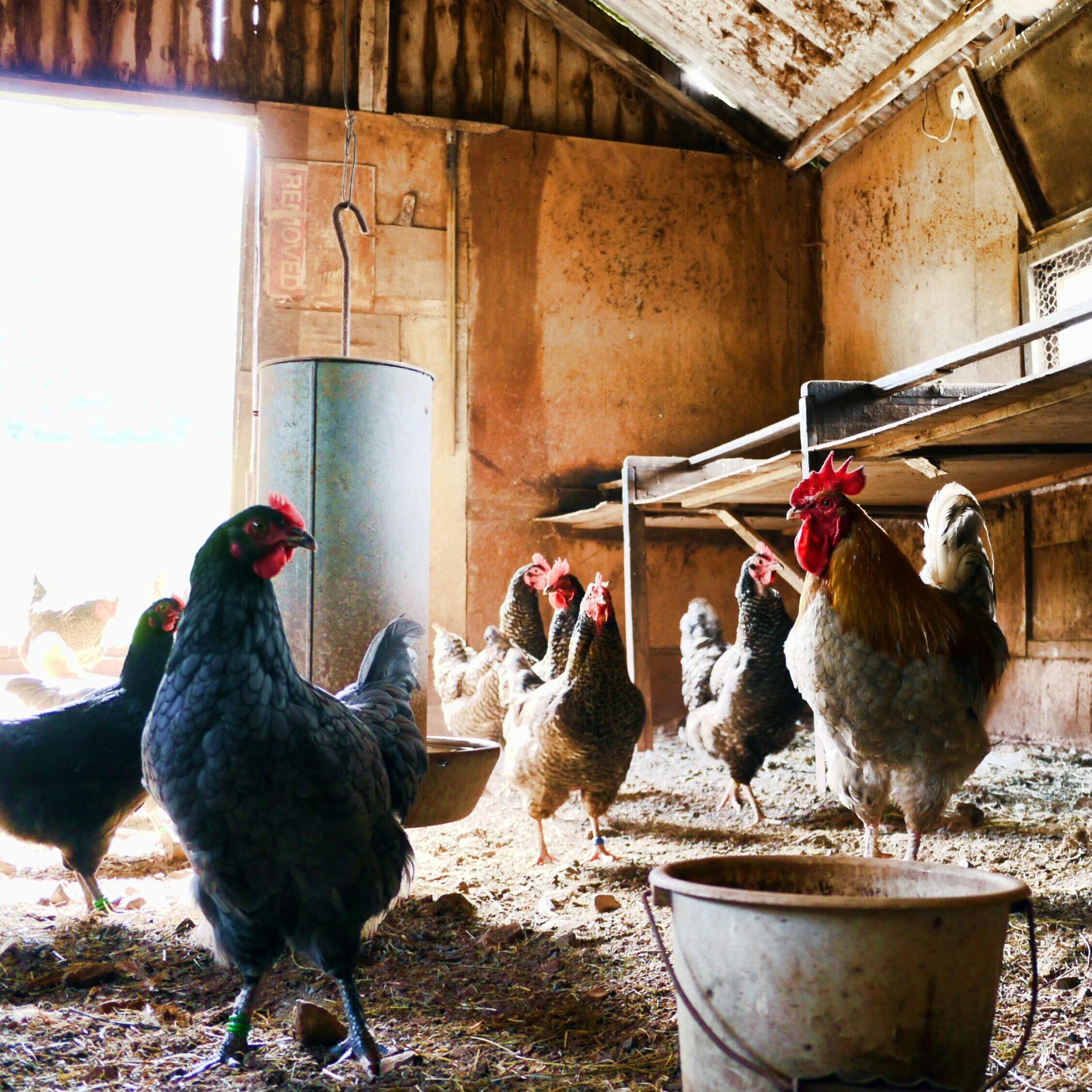 Chickens in a barn