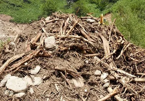 A large network of tree roots on the ground.